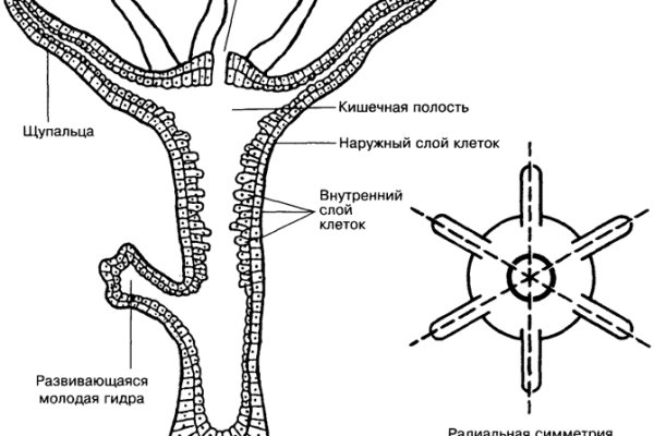 Вы забанены на блэкспрут что делать