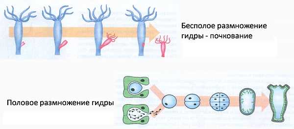 Omg даркнет официальный сайт